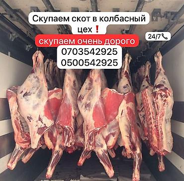кой союш: Колбасный цех : Коровы, быки, Лошади, кони, | Круглосуточно — 1