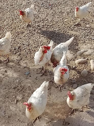 Несушка тоок сатылат баасы400 сомдон,16 шт тоок бир корооз бар арча at lalafo.kg Несушка тоок сатылат баасы400 сомдон,16 шт тоок бир корооз бар арча