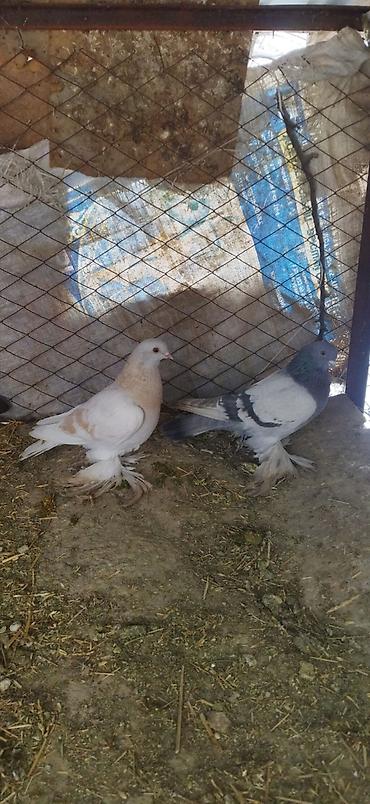 Птицы: Голуби кокучкон кабутар сатылат — 2