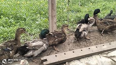 bakida cins ineklerin satisi: Ruana ordeylerdi satılır 3rekey 4disi kom satlir yumurtaliyirlar — 3