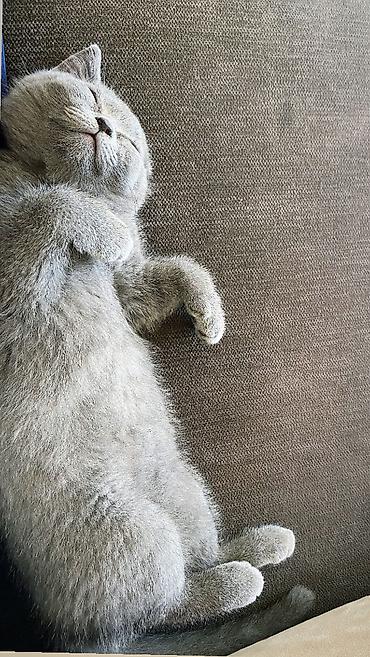 Pişiklər: Britan, Dişi — 8