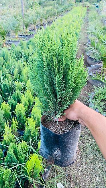 Şitillər: Thuja (konik/qədim kiparis) şitili – qara polietilen torbada — 2