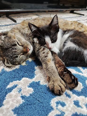 Продажа кошек: Котята, помёт из трёх малышей: - Трёхцветная девочка с мраморным — 6