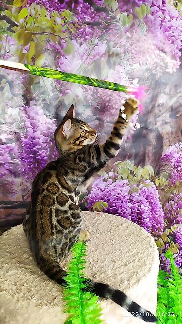 Продажа кошек: Бенгальские Детки .проф питомник Бен Гла Мур. предлагает Девочек и — 9