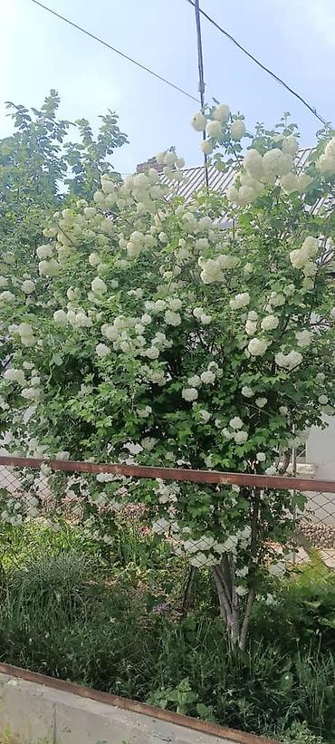 Другие фруктовые и ягодные растения: Саженцы плодовых культур (разные сорта) оптом и в розницу. Успейте — 29