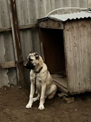 İtlər: Çoban iti 5 aylıq dişi 350 azn 055 662 05 16 bu nömreye yazın — 4