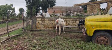 Inəklər, öküzlər: Dişi, il: 2, 250 kq, Südlük — 2