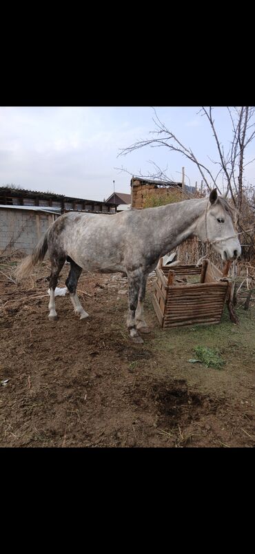 продажа домашних животных: Сатам | Жылкы (эркек), Байтал | Союуга, Жумушка, Ат спорту