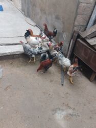 Xoruzlar: 11 dene beçə heyət çolpalari 2 dene boyuk xoruz balacalar 10 manat — 3