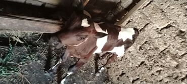 satiliq inekler: Erkək buzov təcili. Satılır Binə savxoz
