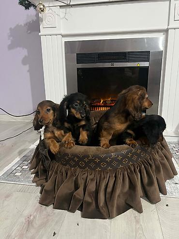 Psi: Dugodlaki patuljasti jazavičari štenci Dugodlaki patuljasti — 6