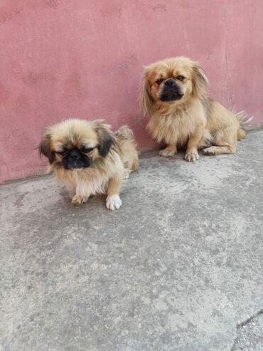 it satişi: Pekines, 11 ay, Erkek, Sənədli, Ünvandan götürmə