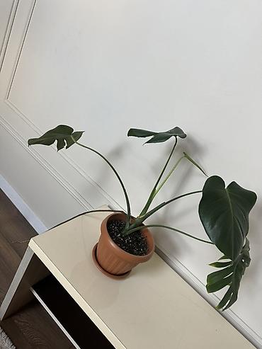 Монстеры: Монстера делициоза гигант(Monstera deliciosa) в горшке - — 2
