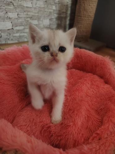 pisiklər: Qızıl şinşilla, Erkək, Yaxşı əllərə — 1