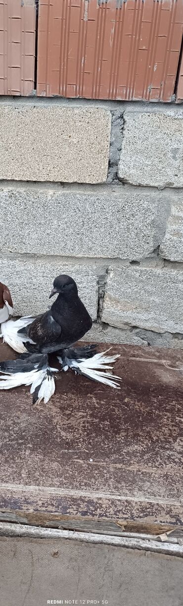 приют для животных в баку адрес: Salam tam sağlam quşdu. Vp aktivdi 👈