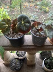 Xalçalar: Xalça -da lalafo.az — 39 Xalçalar: Xalça — 39