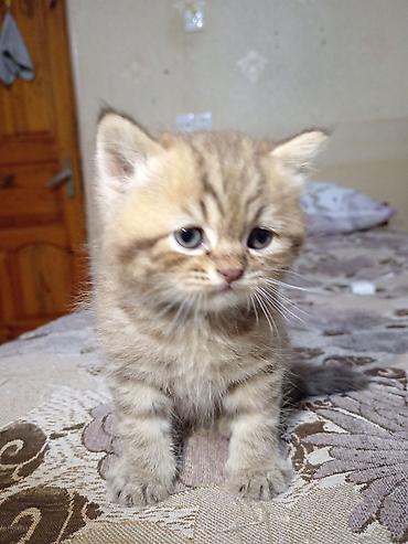 Pişiklər: Britan, Erkək, Yaxşı əllərə, Ünvandan götürmə — 2