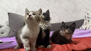 кошка шатланка: Котята, отдам даром в хорошие руки Описание: - Возраст на фото — 2