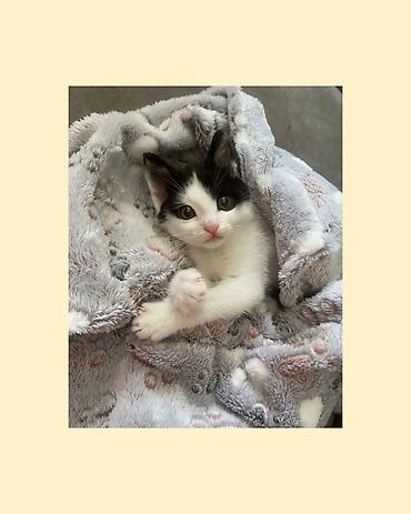 Pişiklər: Erkək, Yaxşı əllərə — 1