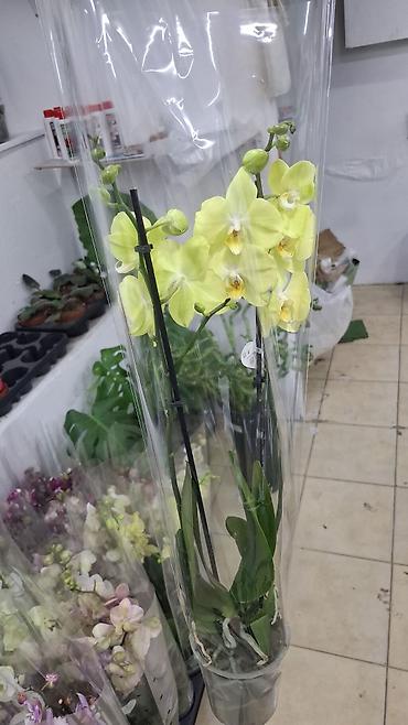 Digər bitkilər: Phalaenopsis orkide – saksıda, müxtəlif rənglərdə Məhsulun — 5