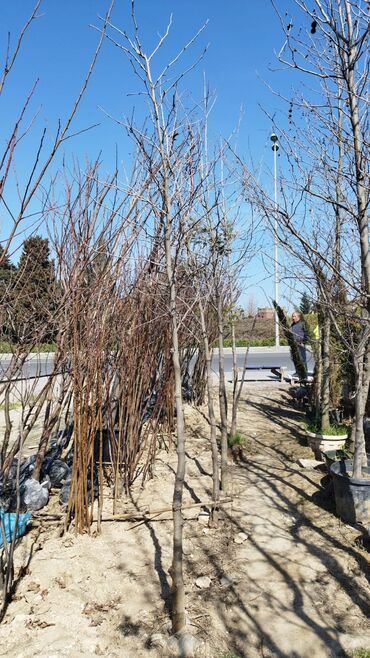 Ağaclar: Xan cinar 3metir 4 metrlik 15 azin çox alsaz mzakire olunacaq — 10