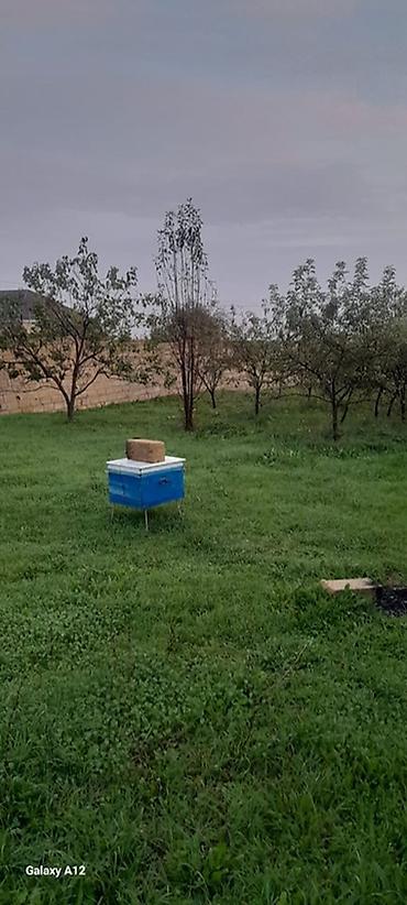 qubada torpaq sahesi satilir: 6 sot, Tikinti, Mülkiyyətçi, Kupça (Çıxarış) — 1