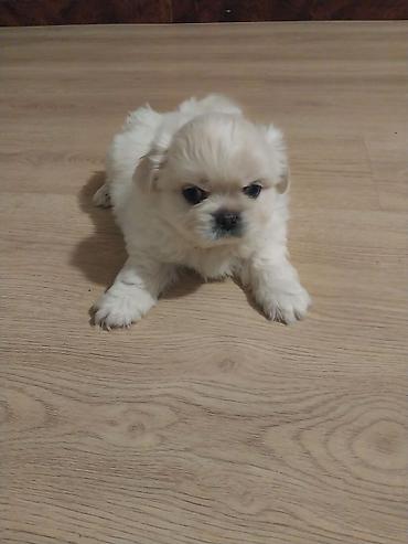 Другое: Ünvan Gəncə cinsi Pekines 38 günlükdür erkəy — 3
