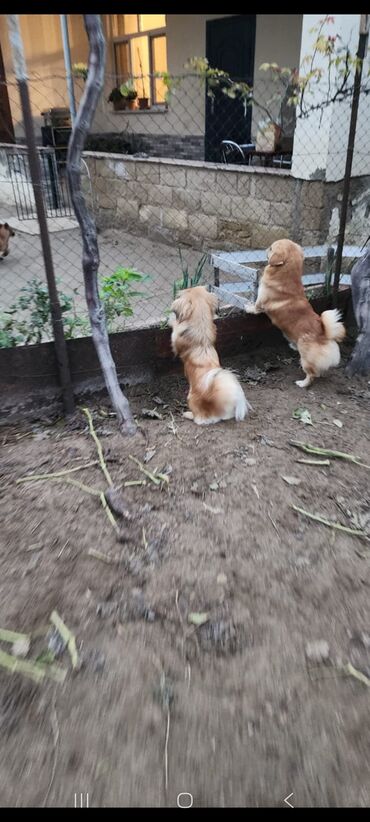 İtlər: Pekines, 1 il, Dişi, Peyvəndli, Ünvandan götürmə — 3