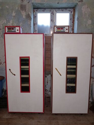 yerli cins inekler: İnkubator 1000 yumurtalıq zakasla yigilir çıxış faizi 85-90 fayizi