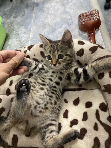 скотиш фолд шотланская вислоухая 1 месяц деврчка серый: Бенгал, 2 айлык, Ургаачы