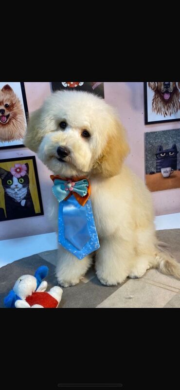 pişiyə verilən adlar: Pudel, 7 ay, Erkek, Peyvəndli, Ünvandan götürmə