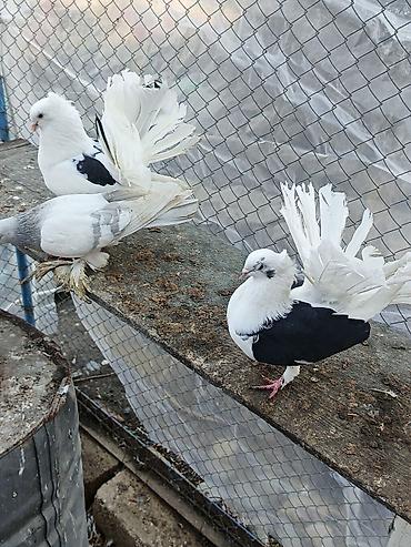 Göyərçinlər: Dekortiv göyərçinlər 30.50 arası super hazır cüt dekorativ — 6
