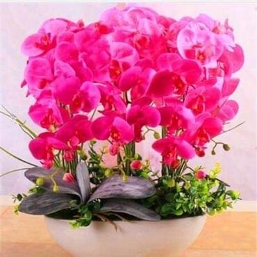 Semena i sadnice: Orhideja seme
Cena:550din/10semenki — 13