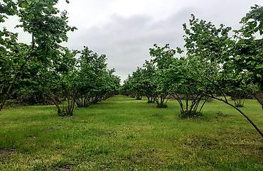 Ağaclar: Fındıq bağı – məhsuldar, baxımlı sahə - Mədəni fındıq kolları — 2