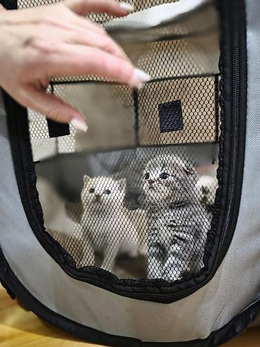 Pişiklər: Britan — 2