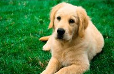 i̇tlər pitbul: Лабрадор-ретривер, 5 месяцев, Самец, Самовывоз, Бесплатная доставка, Доставка в районы