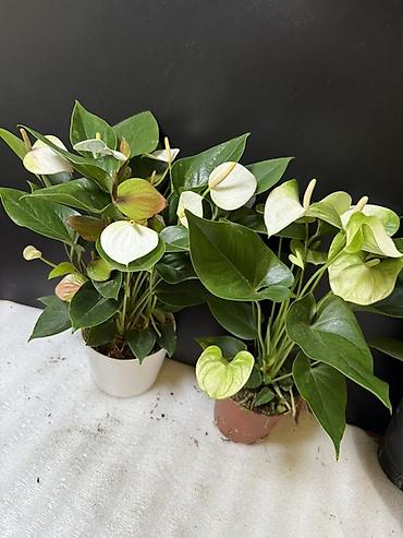 Антуриумы: Антуриум (Anthurium andreanum) в горшке - Компактное комнатное — 5