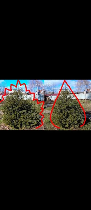 Другие услуги: Обрезка изгороди хвойных деревьев плодовых деревьев Весной Обработка — 3