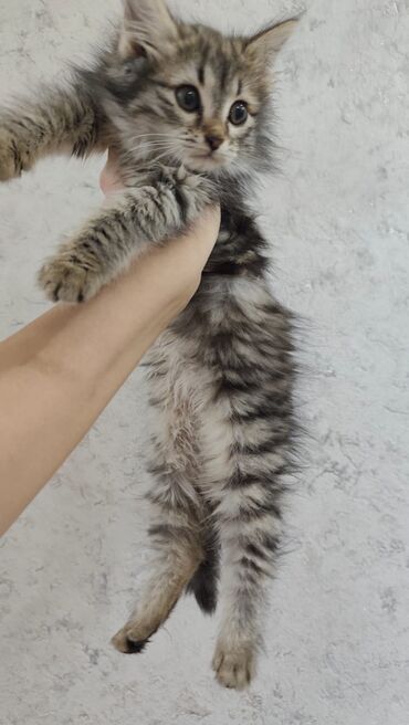 Pişiklər: Britan, Dişi, Yaxşı əllərə, Ödənişli çatdırılma — 2