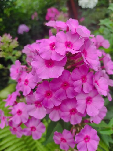 Садовые цветы и кустарники: Саженцы цветка: Флоксы — 8