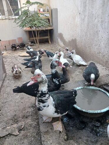 Inəklər, öküzlər: Muscovy (hind) ördəkləri – müxtəlif rənglərdə sürü - Növlər