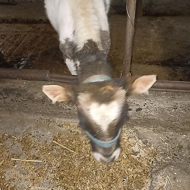 Коровы, быки: Продаю | Бык (самец) — 1