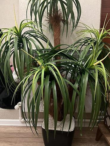 Otaq bitkiləri: Dekorativ otaq bitkisi – Ponytail Palm (Beaucarnea recurvata) — 1