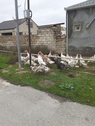 Hinduşka: Salam Hinduşkalar diri çəkisi --- erkəklər 12 manat, Dişilər 15 manat — 1