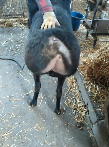 Баран, овца: Продаю | Овца (самка) | Для разведения | Племенные — 4