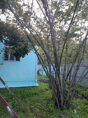 Bağ evlərinin satışı: Bakı, 1200 kv. m, 5 otaqlı, Hovuzsuz, İnternet, Artezian quyusu, Su -da lalafo.az — 8 Bağ evlərinin satışı: Bakı, 1200 kv. m, 5 otaqlı, Hovuzsuz, İnternet, Artezian quyusu, Su — 8