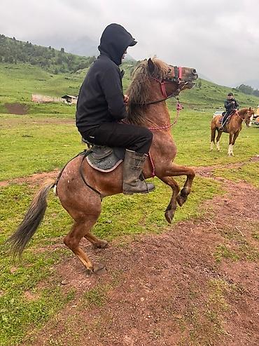 Спорт и отдых: Конные прогулки по живописным горам Чункурчак и в Арашане фото видео — 3