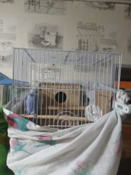 чихуахуа цена в баку: Dalmatikalı ağ metal qəfəs və aksessuarlar dəsti – dalğıc/quşlar üçün