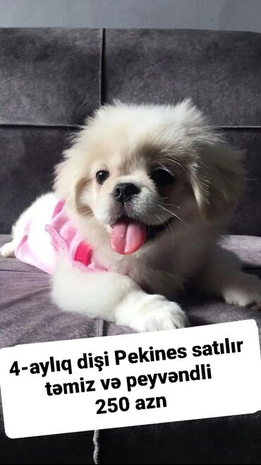 pitbul satışı: Pekines, 4 ay, Dişi, Peyvəndli, Pulsuz çatdırılma