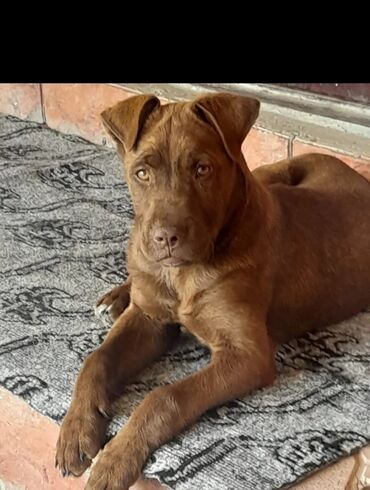 İtlər: Pitbul, 1 il, Erkek, Peyvəndli, Ünvandan götürmə